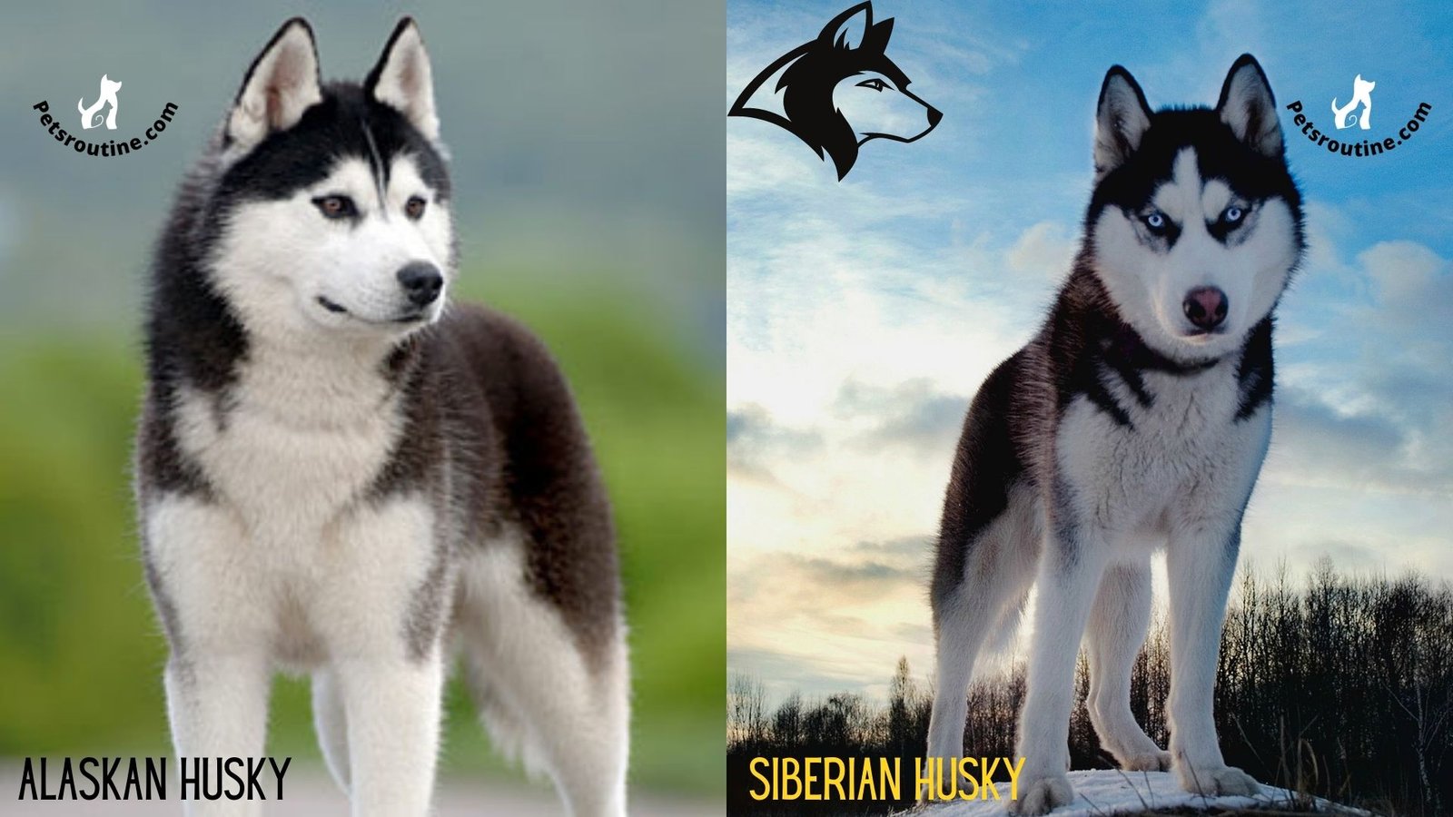 Alaskan husky vs Siberian husky