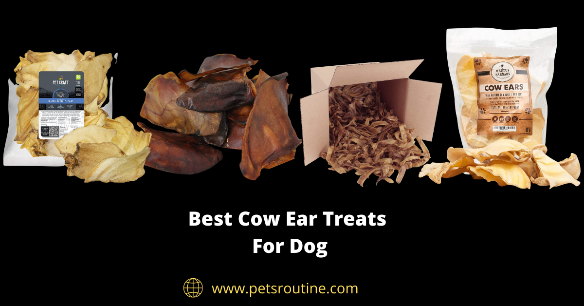 Best Cow Ear Treats For Dog