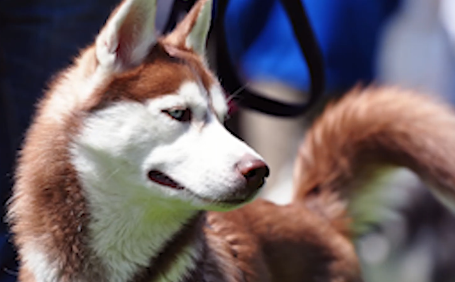 red and white siberian husky