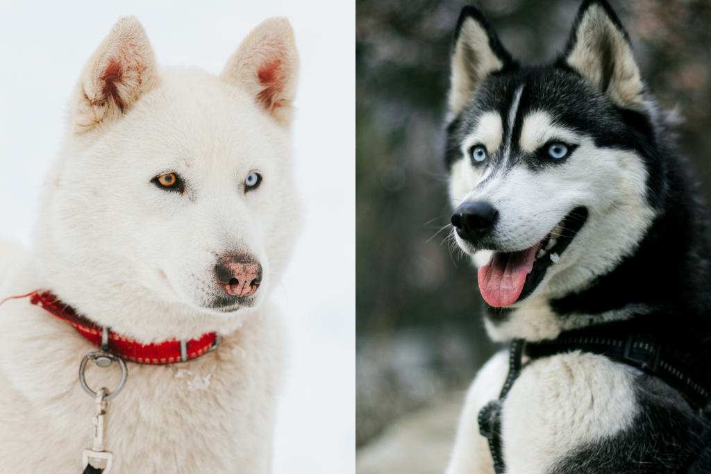 Siberian Huskies vs. Alaskan Malamutes