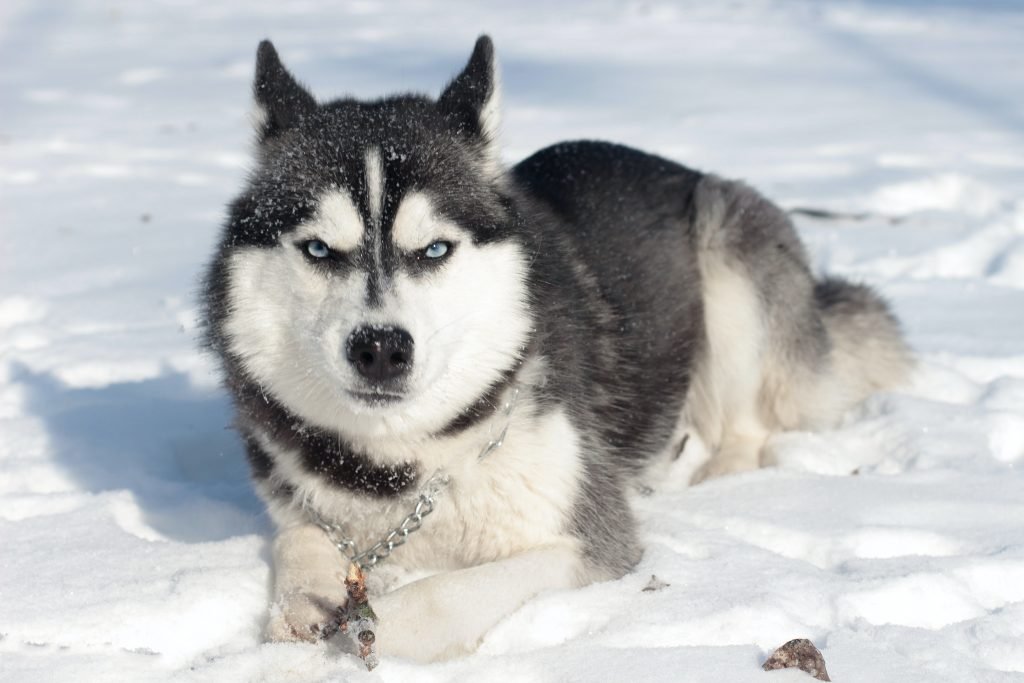 Are Siberian Huskies Smart?