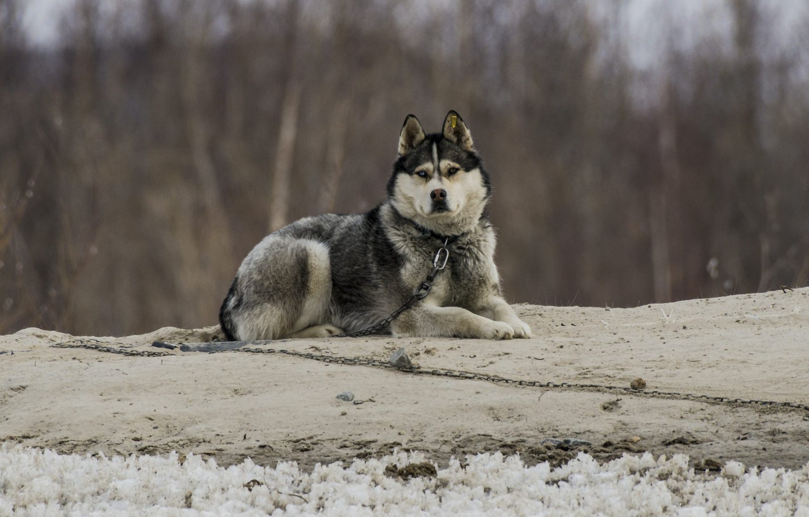Are Siberian Huskies good guard dogs