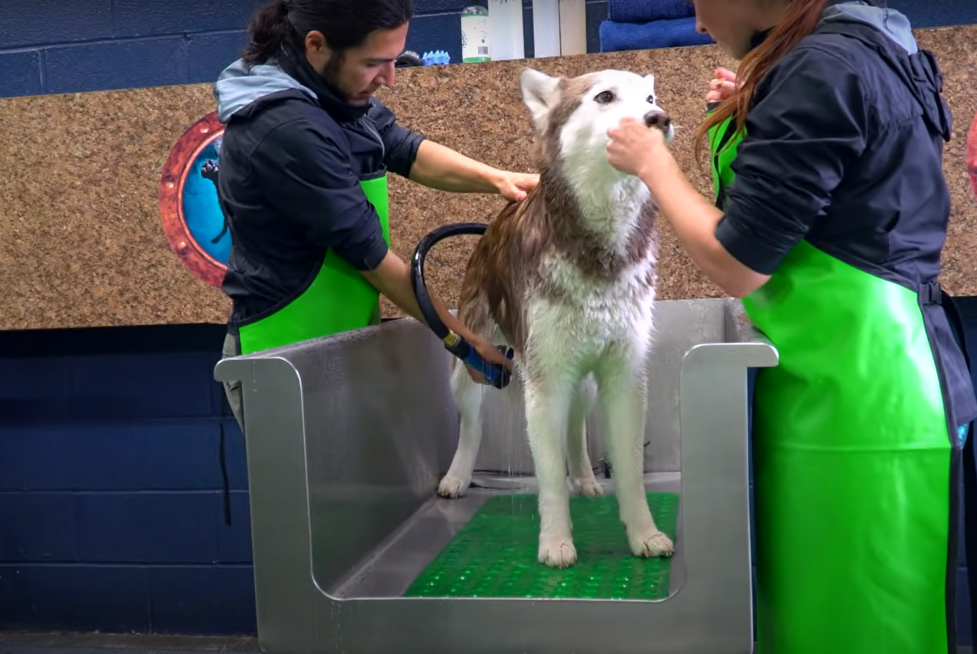 How to bathe a husky?