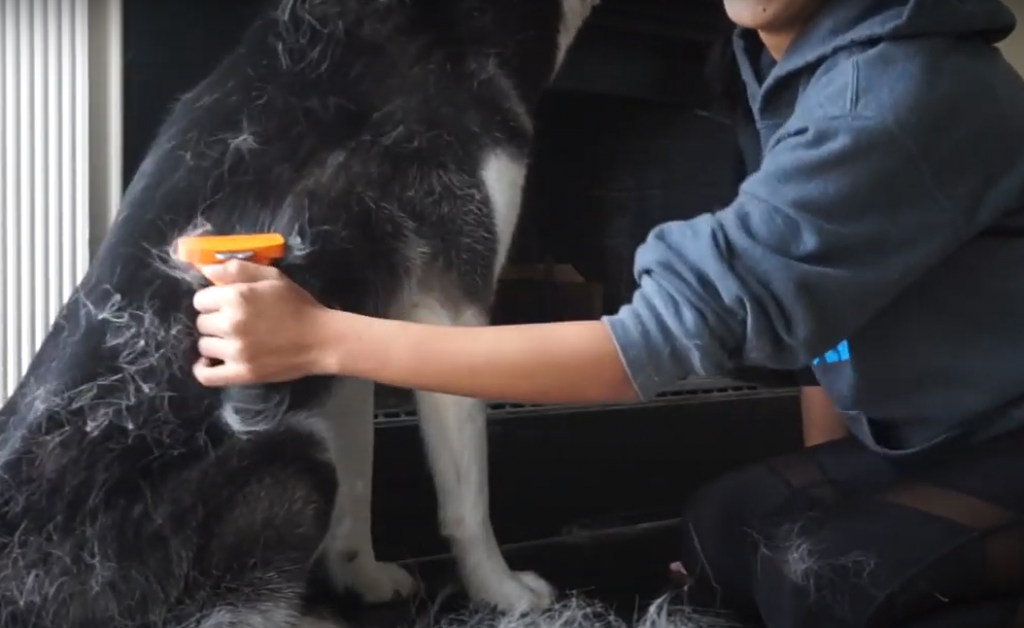 How to brush a Husky?